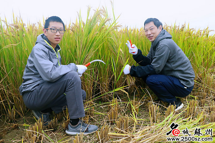 名城苏州：感恩土地 苏州医护割稻中传承农耕文化 (1).jpg