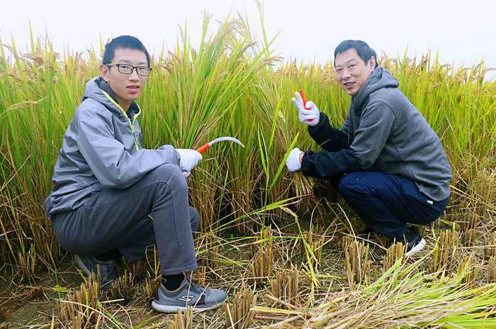 感恩土地 我院医务人员割稻中传承农耕文化 (1).JPG