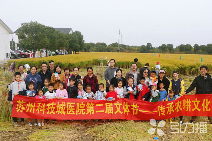 苏报集团（引力播）：感恩土地 苏州医护割稻感受农耕文化 (2).jpg